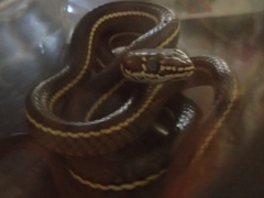 Masticophis lateralis