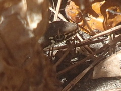 Masticophis lateralis