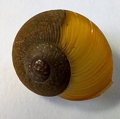 Zachrysia provisoria