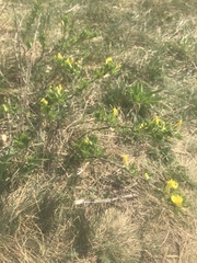 Chamaecytisus triflorus