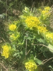 Euphorbia epithymoides