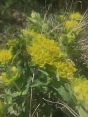 Euphorbia epithymoides