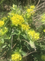 Euphorbia epithymoides