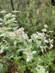 Pycnanthemum albescens