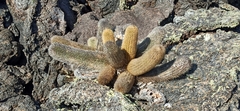 Brachycereus nesioticus