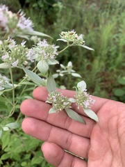 Pycnanthemum albescens