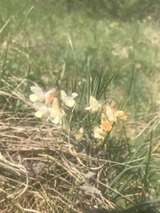Lathyrus pannonicus collinus