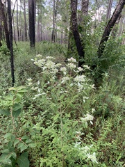 Pycnanthemum albescens