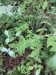 Pycnanthemum albescens