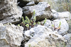Crassula coccinea