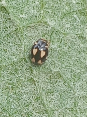 Hyperaspis festiva