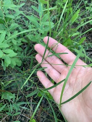 Crotalaria purshii