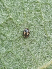 Hyperaspis festiva