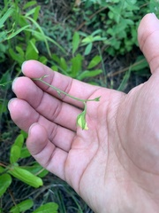 Crotalaria purshii
