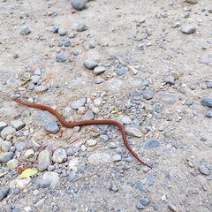 Galvarinus chilensis