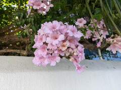 Podranea ricasoliana