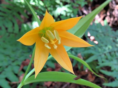 Gloriosa modesta image