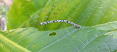 Proutoscia fenestraria