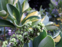 Heptapleurum arboricola