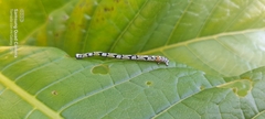 Proutoscia fenestraria