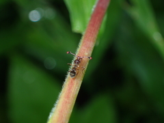 Teleopsis quadriguttata