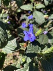 Eranthemum