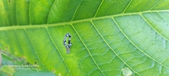 Proutoscia fenestraria