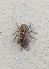 Saitis variegatus