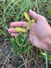 Asclepias obovata