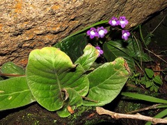 Streptocarpus galpinii image