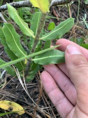 Asclepias obovata