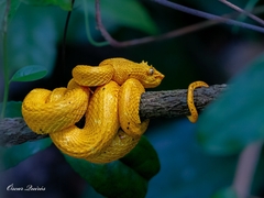 Bothriechis schlegelii