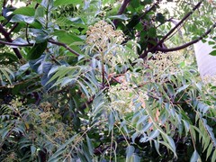 Tetradium glabrifolium