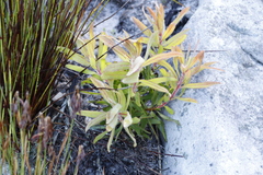 Protea lepidocarpodendron