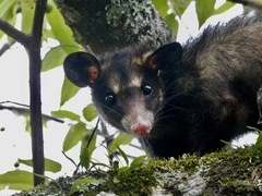Didelphis aurita