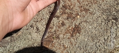 Enulius flavitorques