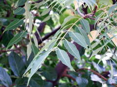 Tetradium glabrifolium