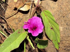 Ipomoea crassipes