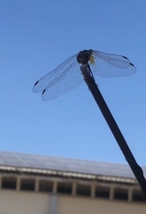 Sympetrum fonscolombii