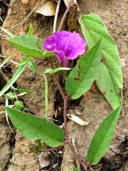Ipomoea crassipes