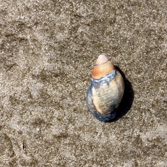 Buccinoidea