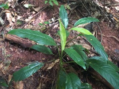 Philodendron oblongum