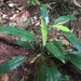 Philodendron oblongum - Photo (c) Vitor Abdala, some rights reserved (CC BY-NC), uploaded by Vitor Abdala