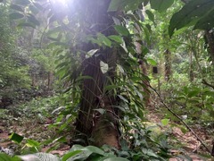 Philodendron oblongum