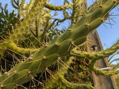 Austrocylindropuntia subulata