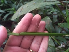 Philodendron oblongum