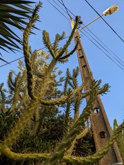 Austrocylindropuntia subulata