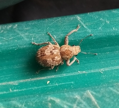 Pantomorus postfasciatus