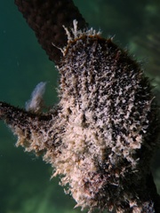 Pteria colymbus