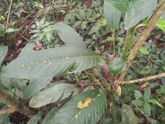 Philodendron oblongum
